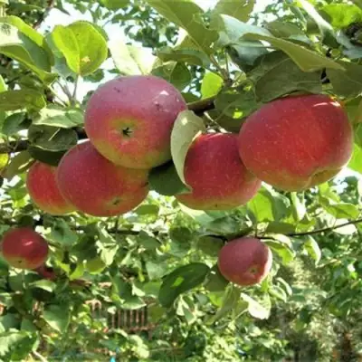 Яблоня ОРЛИК в Колодищи