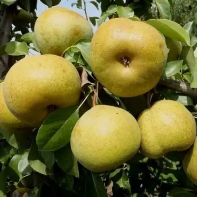 Груша ПЛАТОНОВСКАЯ в Колодищи