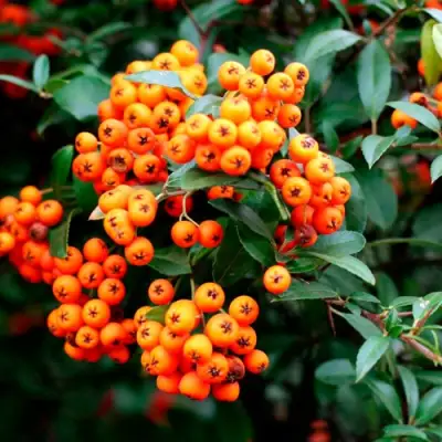 Пираканта ОРАНЖ ГЛОУ в Колодищи