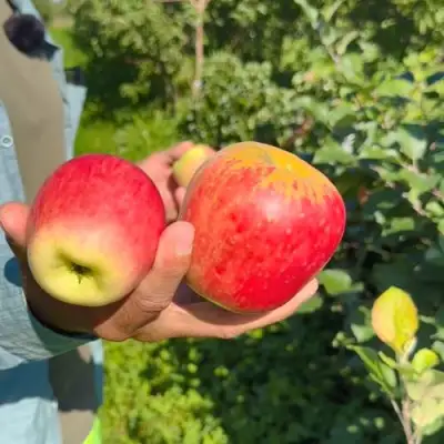 Яблоня БЛАГАЯ ВЕСТЬ в Колодищи
