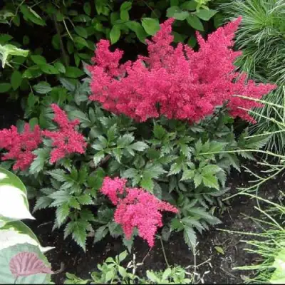 Астильба БОНН японская в Колодищи