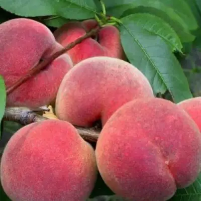 Персик ЮБИЛЕЙ СТОЛИЦЫ колонновидный в Колодищи