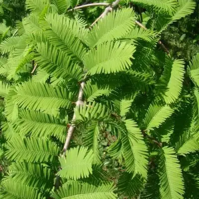 Метасеквойя  ГЛИПТОСТРОБОИДНАЯ  в Колодищи