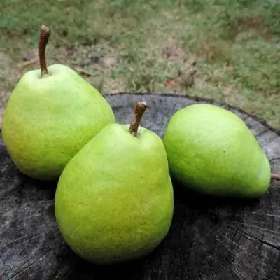 Груша БЕРЕ ЛЮКА в Колодищи