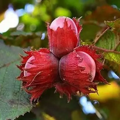 Фундук КРАСНЫЙ ЯНТАРЬ в Колодищи