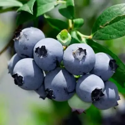 Голубика СИЕРРА в Колодищи