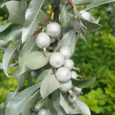 ЛОХ СЕРЕБРИСТЫЙ в Колодищи