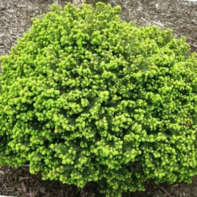 Ель ЛИТЛ ДЖЕМ обыкновенная в Колодищи