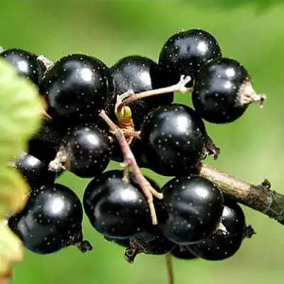 Смородина чёрная ЦЕРЕРА в Колодищи