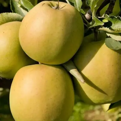 Яблоня МУТСУ в Колодищи