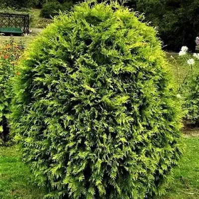 Туя ТИП ТОП западная в Колодищи