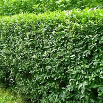 Бирючина обыкновенная в Колодищи