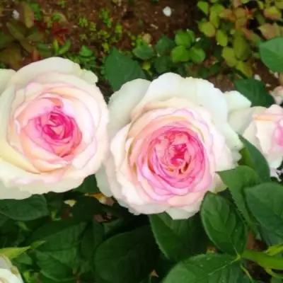 Роза ДОЛЬЧЕ ВИТА чайно-гибридная в Колодищи