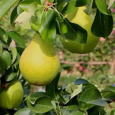 Груша ДОБРЯНКА в Колодищи