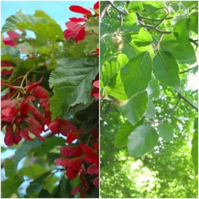 Комплект ЗЕЛЕНОЕ ЧУДО в Колодищи