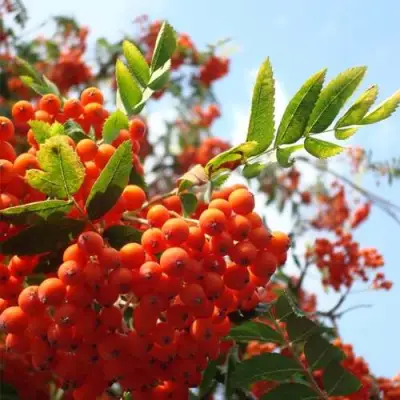 Рябина ВЕФЕД сладкоплодная в Колодищи