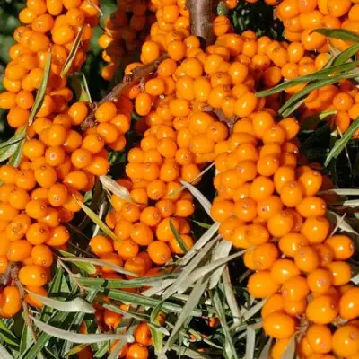 Облепиха ЕЛИЗАВЕТА в Колодищи