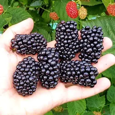 Ежевика ОУАЧИТА бесшипная  в Колодищи