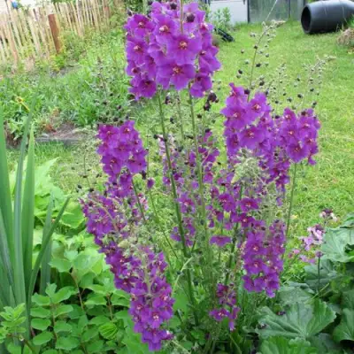 Коровяк ВИОЛЕТТА (вербаскум) в Колодищи