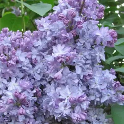 Сирень НЕБО МОСКВЫ в Колодищи