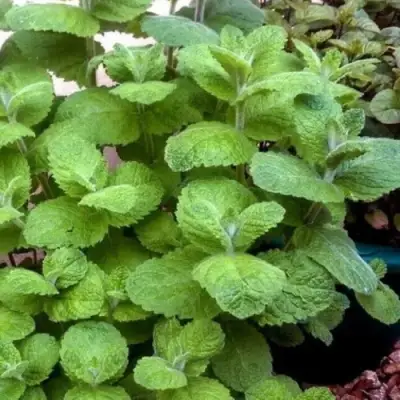 Мята яблочная в Колодищи