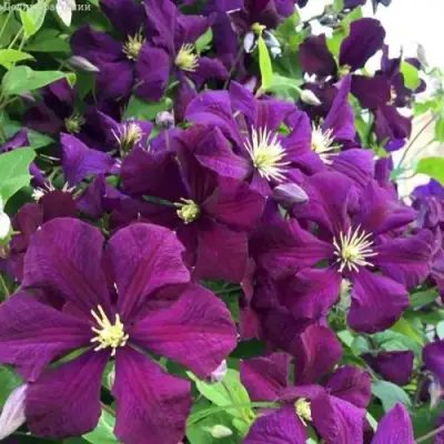 Клематис ПАНТЕР в Колодищи