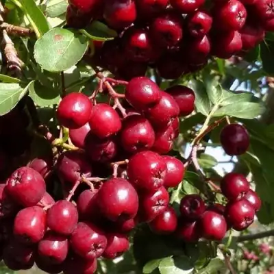 Рябина ГРАНАТНАЯ сладкоплодная в Колодищи