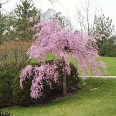 Сакура КИКУ ШИДАРЕ в Колодищи