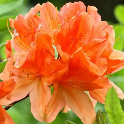 Азалия ГЕЙША ОРАНЖ японская в Колодищи