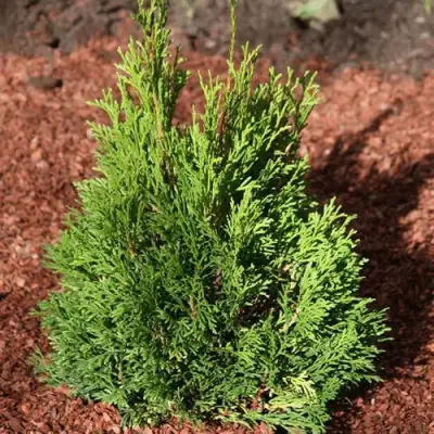 Туя МИКИ западная в Колодищи