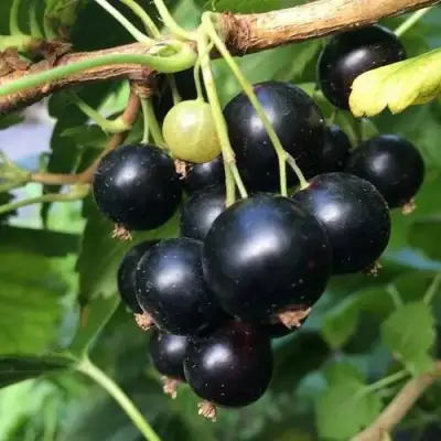 Смородина чёрная ДАБРАДЗЕЯ в Колодищи