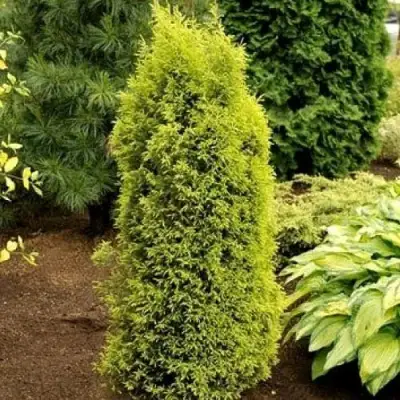 Можжевельник ГОЛД КОН обыкновенный в Колодищи