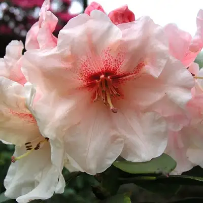 Рододендрон ХАНЯ	 в Колодищи