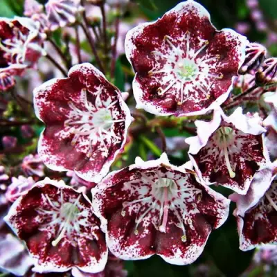 Кальмия БЛЕК ЛЕЙБЛ  в Колодищи