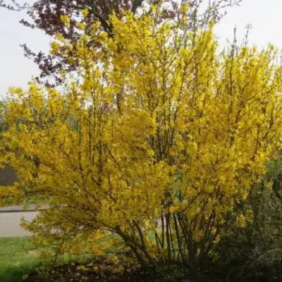 Форзиция КАМСОН промежуточная в Колодищи