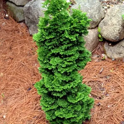 Туя СПИРАЛИС МИНИ западная в Колодищи