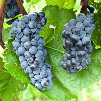 Виноград ВЭЛИАНТ в Колодищи