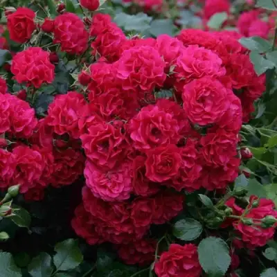 Роза РАДОСТЬ САДОВНИКА (ГАРТЕН ФРОЙДЕ) почвопокровная в Колодищи