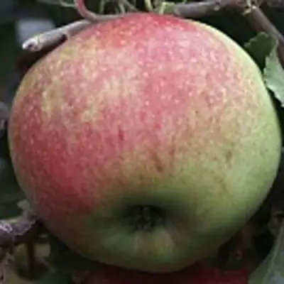 Яблоня СОКОЛОВСКОЕ стелющаяся в Колодищи