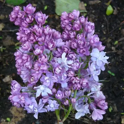 Сирень НАДЕЖДА в Колодищи