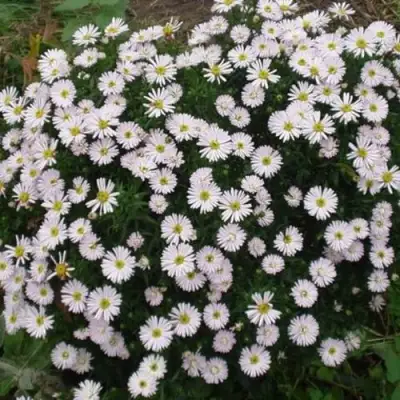 Астра ВАЙС многолетняя в Колодищи