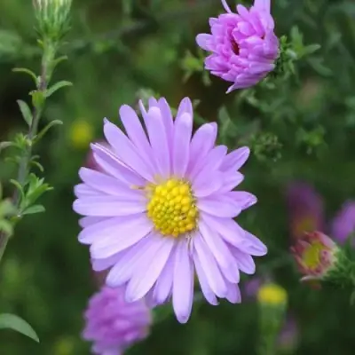 Астра СТРОУБЕРРИ ЭНД КРИМ новобельгийская в Колодищи