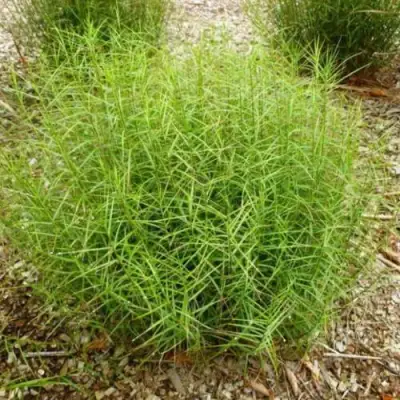 Осока ПАЛЬМОЛИСТНАЯ в Колодищи