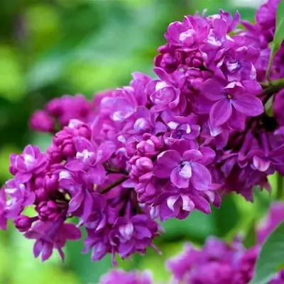 Сирень ОГНИ ДОНБАССА в Колодищи