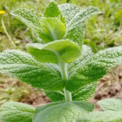 Мята яблочная в Колодищи