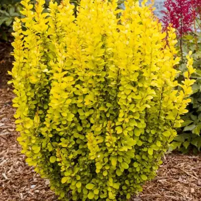 Барбарис ГОЛДЕН ТОРЧ тунберга в Колодищи