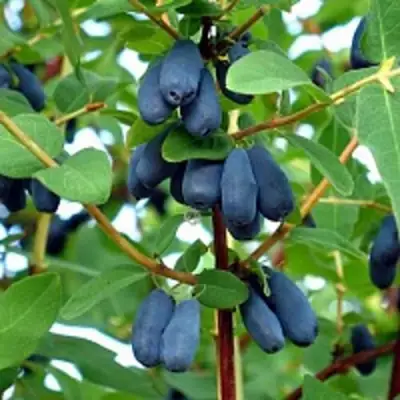 Жимолость съедобная АМФОРА в Колодищи