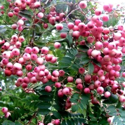 Рябина COREAL сладкоплодная  в Колодищи