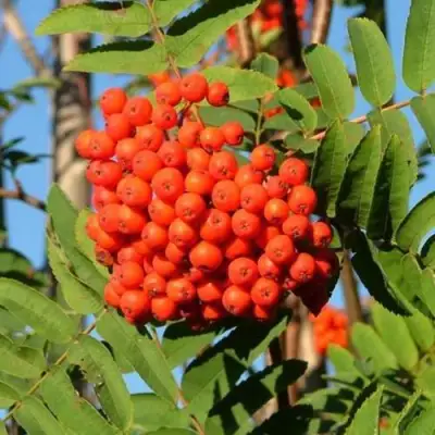 Рябина САХАРНАЯ ПЕТРОВА сладкоплодная в Колодищи