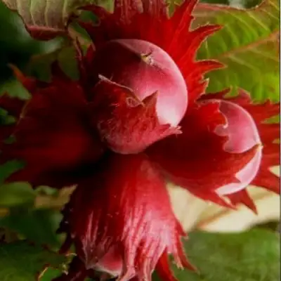 Фундук БАГРЯНЕЦ в Колодищи